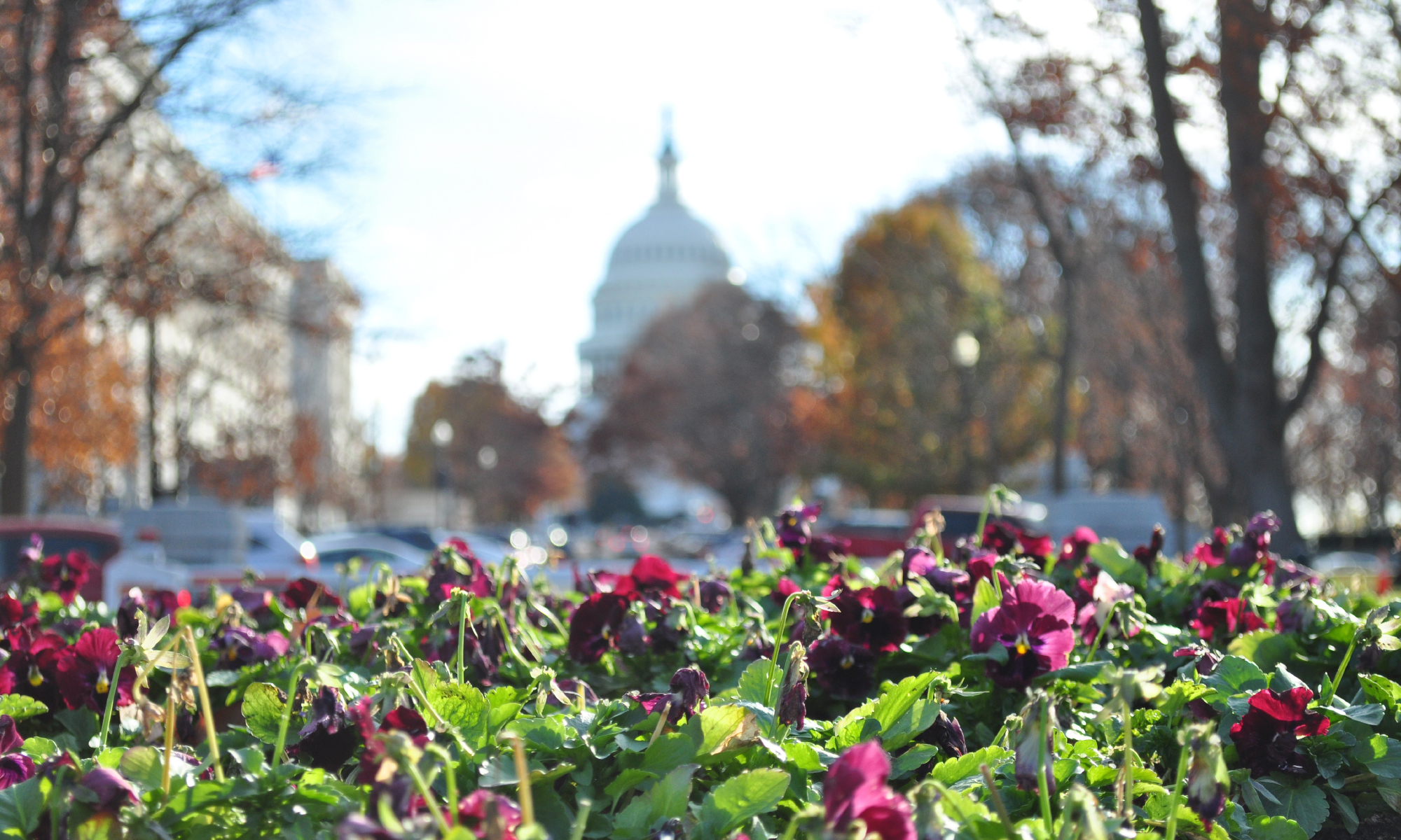 U.S. Capitol out of focus behind flowers
